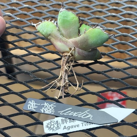 Berlin産　Agave titanota"胖鯨2