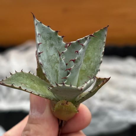 Agave hybrid(甲蟹×雷神)×屈原の舞扇