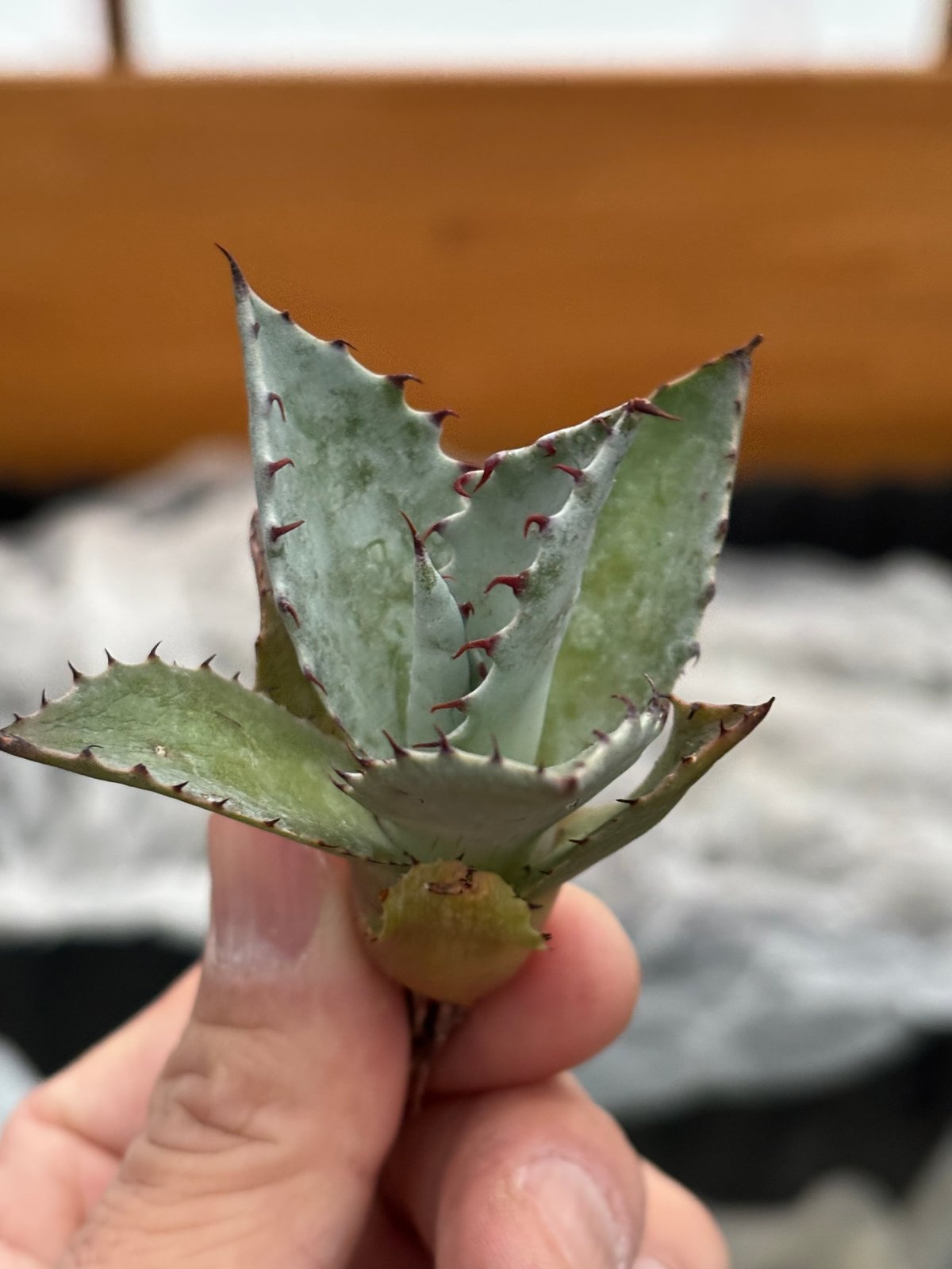 Agave hybrid(甲蟹×雷神)×屈原の舞扇 | ever_plants Agave hybrid(甲蟹×雷神)×屈原の舞扇 | ever_plants