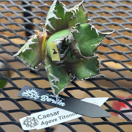 【特別SALE中】Berlin産　Agave titanota" caesar2