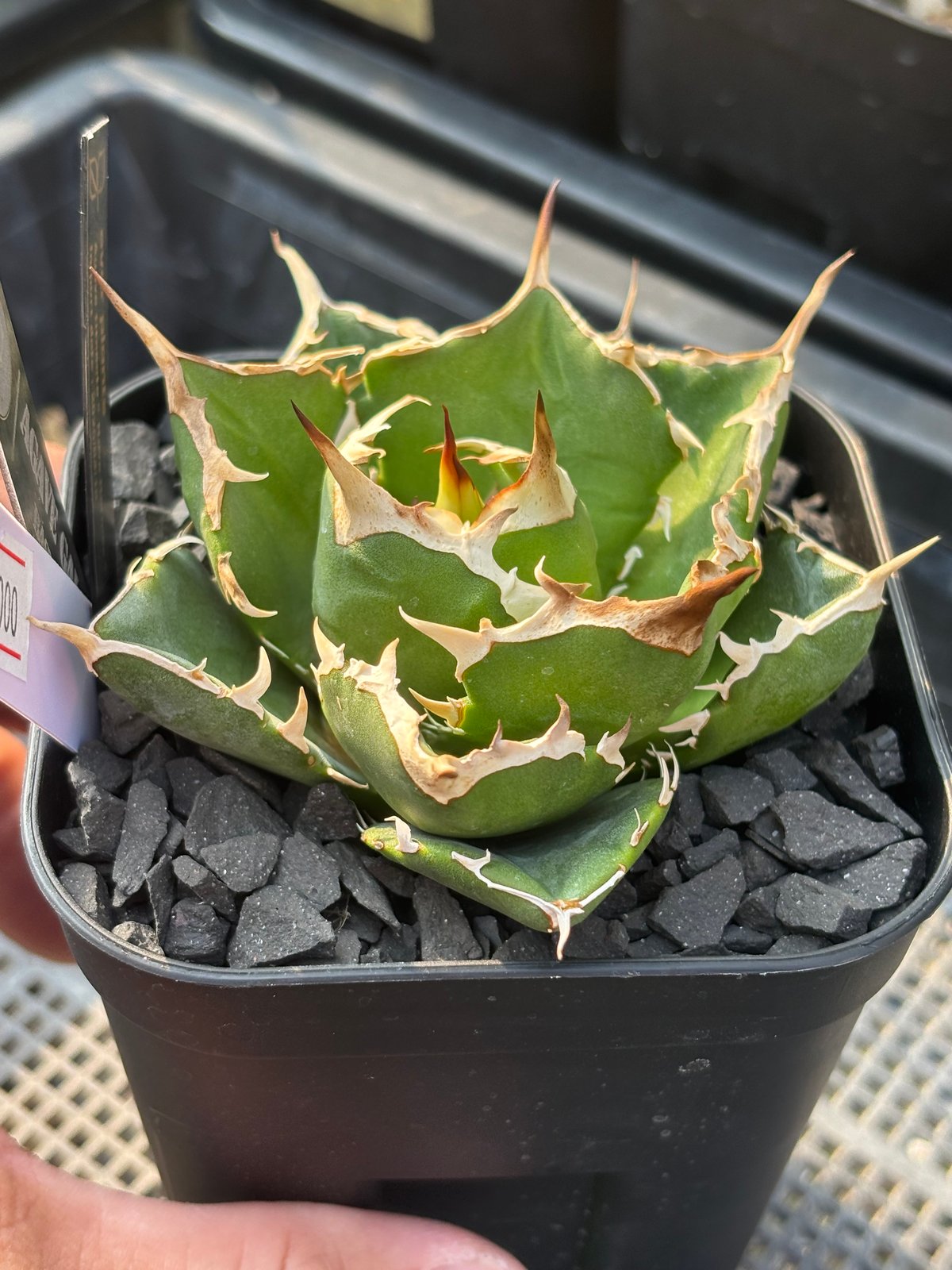 速達【鉢ごと発送】大特価 活着 REZA産 アガベ Nova ノヴァ 速達