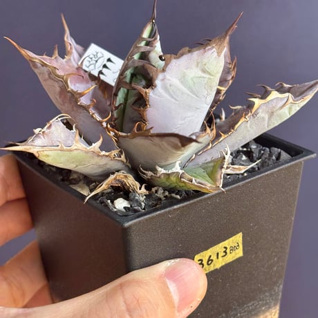 オアハカ | STORES