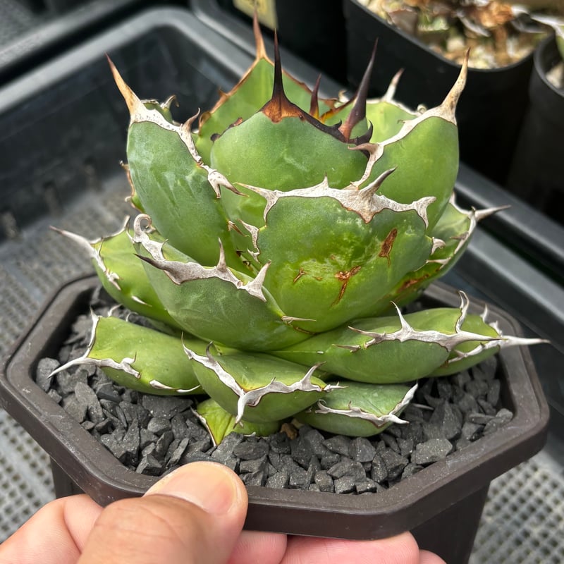 Agave titanota