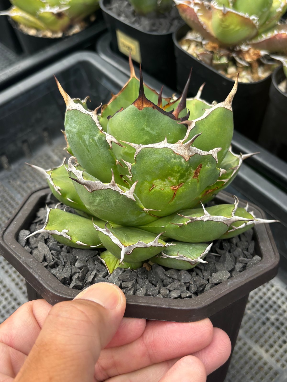 Agave titanota