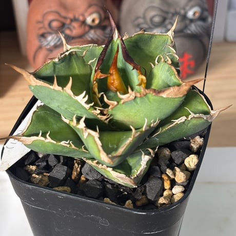 Agave titanota"Dennis051