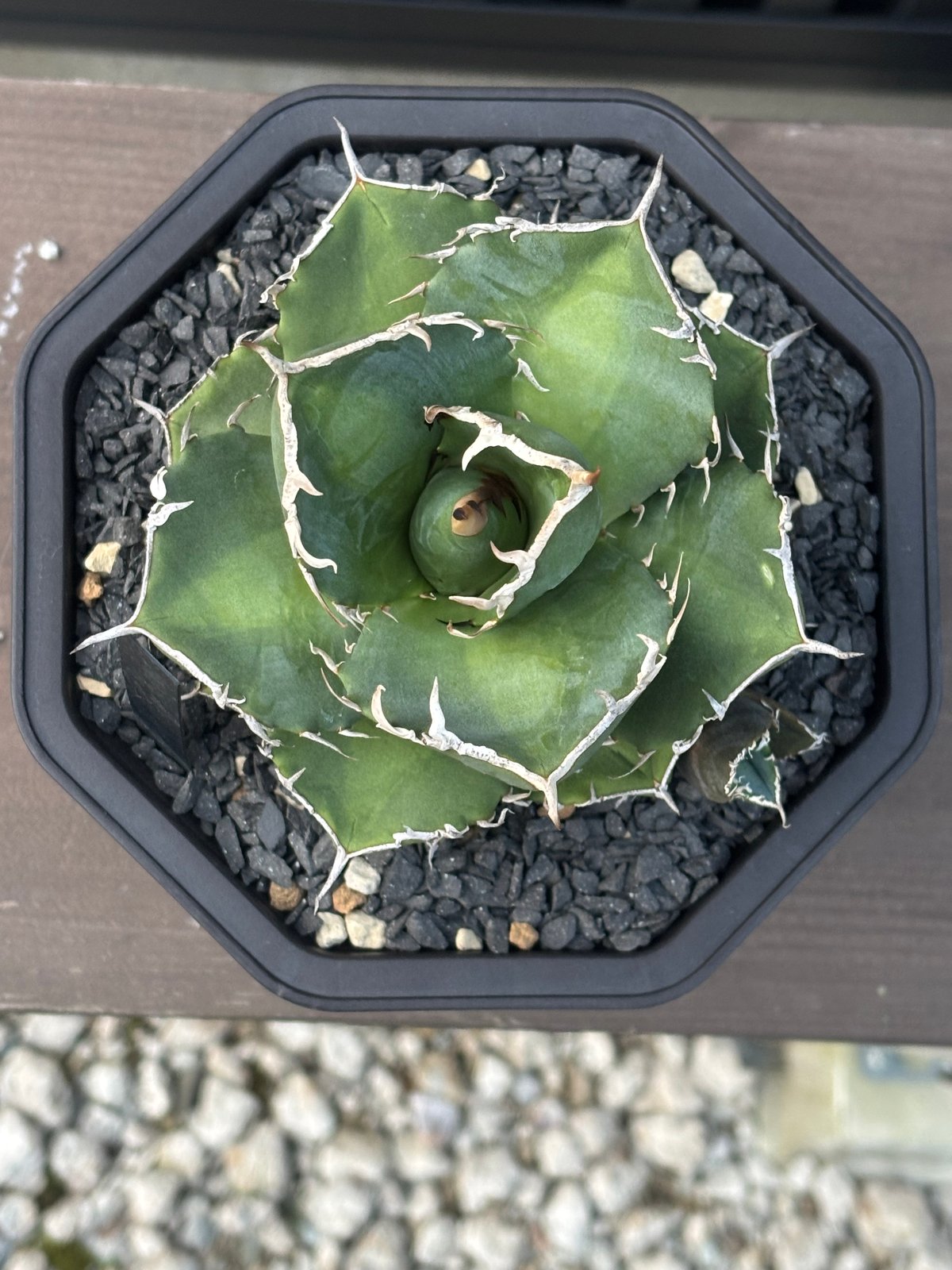 Agave titanota