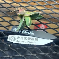 Berlin産　Agave titanota"大白鯊黄覆輪1