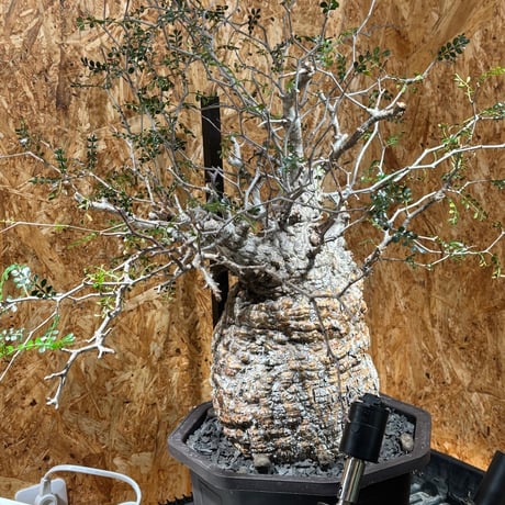 オペルクリカリアパキプス | STORES