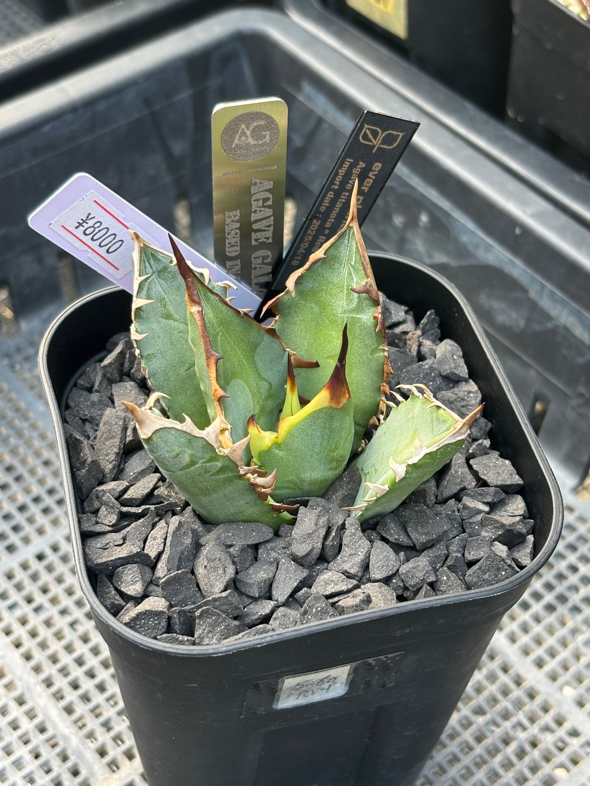 アガベオテロイ Red Venom agave titanota 'red venom'子株付き | カトーエンゲー