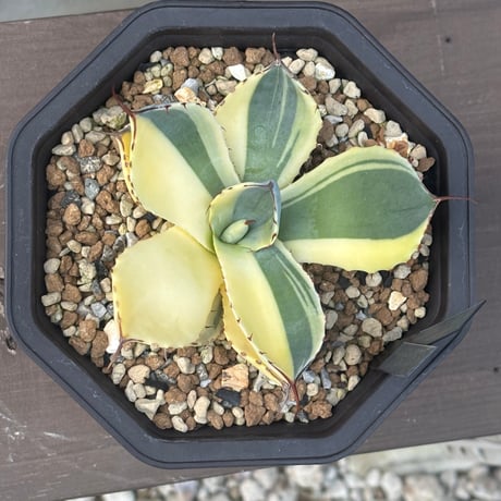 Agave Parryi Truncata “Orizaba”