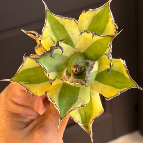 【特別SALE中】BLJ産　Agave titanota"暴牙