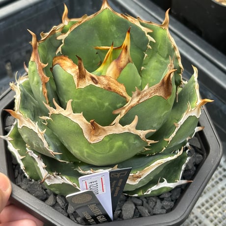 ノヴァエルメス アガベ オテロイ チタノタ コンパクト ノヴァエルメス