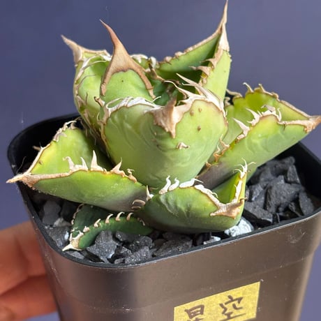 【特別SALE中】 Agave cho産　Agave titanota"星空