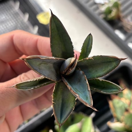 【特別SALE中】GALAXY産　Agave titanota"AG007（7-191-2）