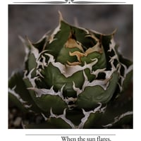 【特別SALE中】GALAXY産　Agave titanota"AG111（7-193-1）