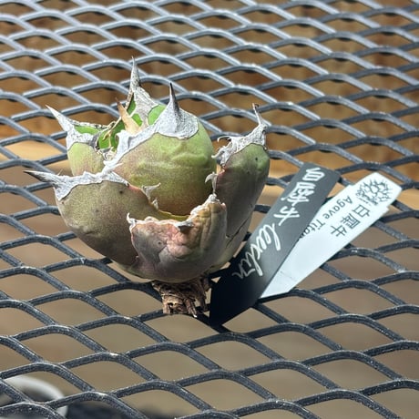 【特別SALE中】Berlin産　Agave titanota"白犀牛1