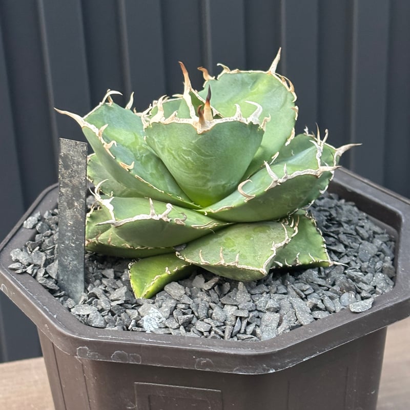 Agave titanota