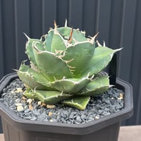 Agave titanota"no name1558