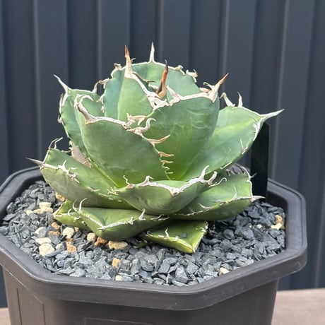 Agave titanota"no name1558