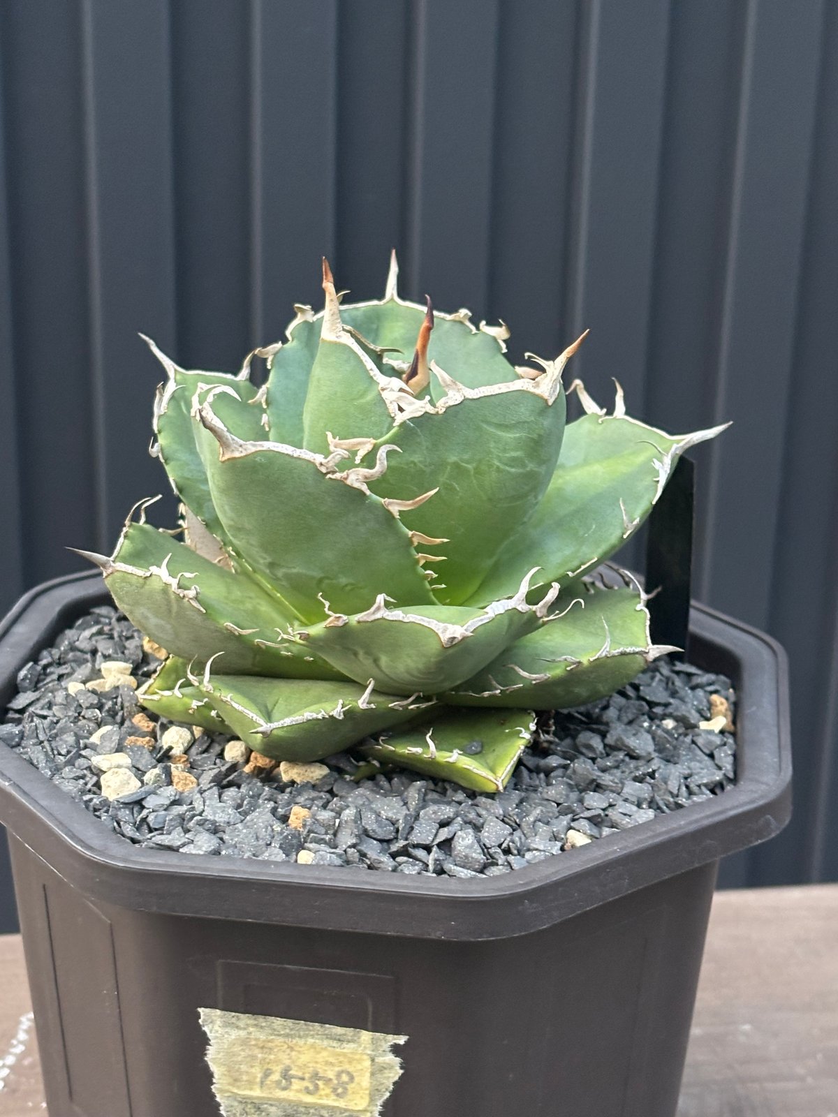 Agave titanota