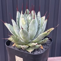 Agave hybrid macroacantha×isthmensis