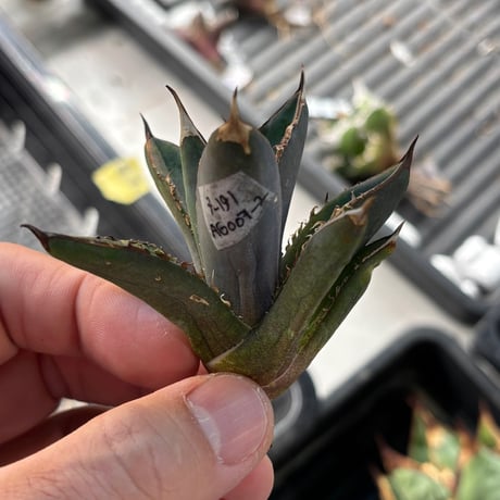 【特別SALE中】GALAXY産　Agave titanota"AG007（7-191-2）