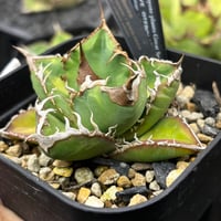 【特別SALE中】coyote産　Agave oteroi"シチリアーナ