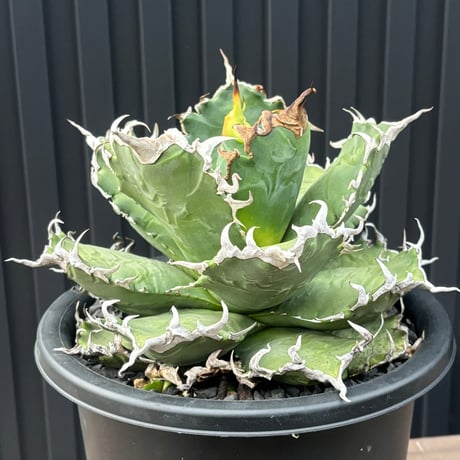 Agave titanota"狂雨