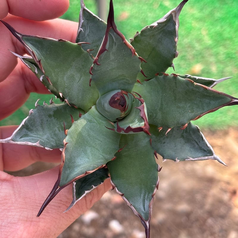 Agave utahensis×hades 妖帝 | ever_plants