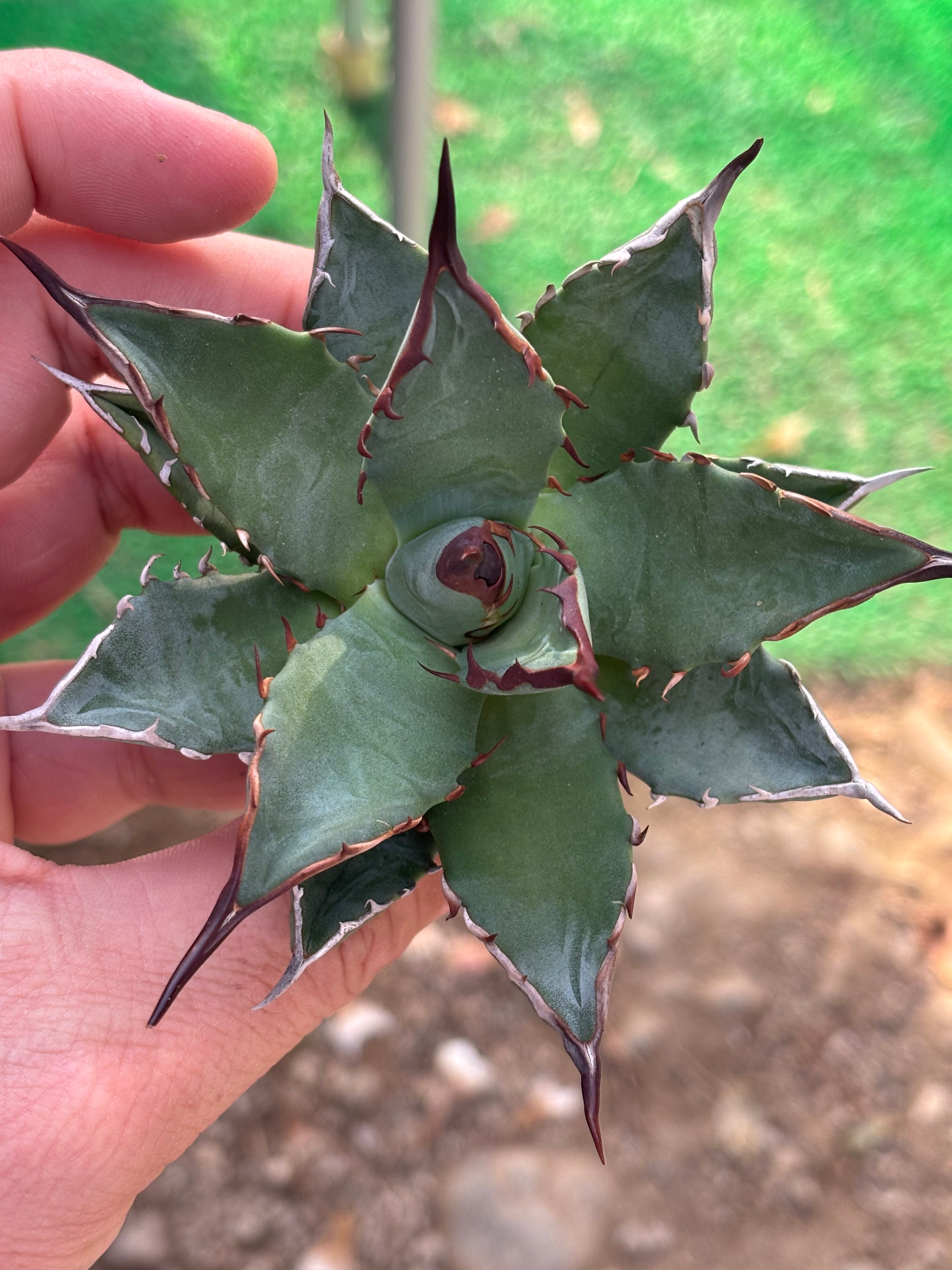 Agave utahensis×hades 妖帝 | ever_plants