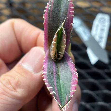 【Berlin産】Agave titanota"紅獅白覆輪2