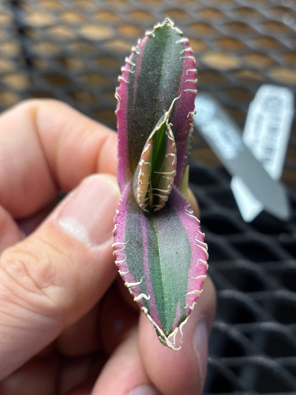 Berlin産】Agave titanota