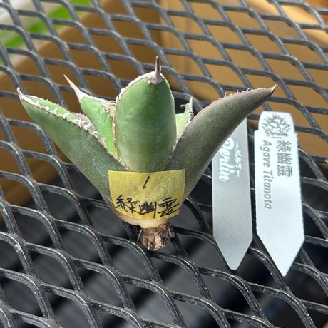 【Berlin産】Agave titanota"緑幽霊1