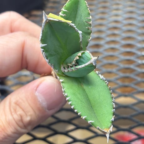 【Berlin産】Agave titanota"担克1