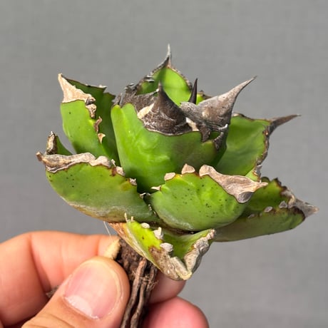 Agave titanota"白火焔（A056）