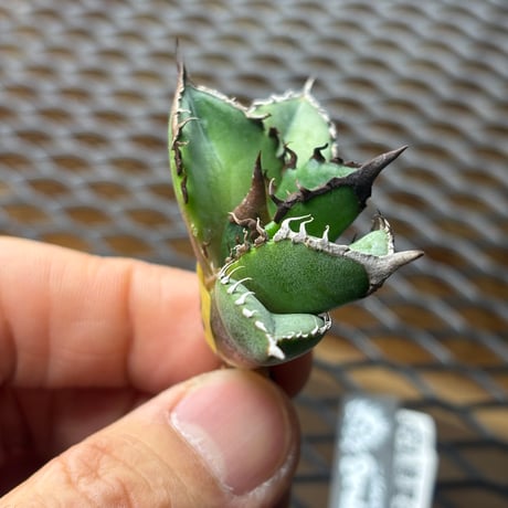 【特別SALE中】Berlin産　Agave titanota"緑犀牛2