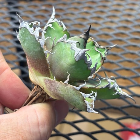 【特別SALE中】Berlin産　Agave titanota" caesar2