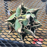 Berlin産　Agave titanota"銀河