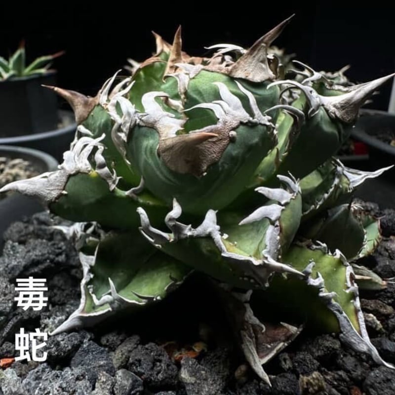 初売りSALE】Agave titanota