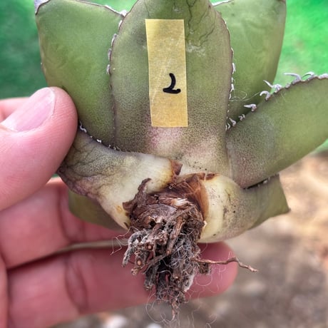 Agave  titanota"seeding