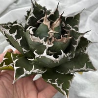 Agave titanota"狂刺夕映3