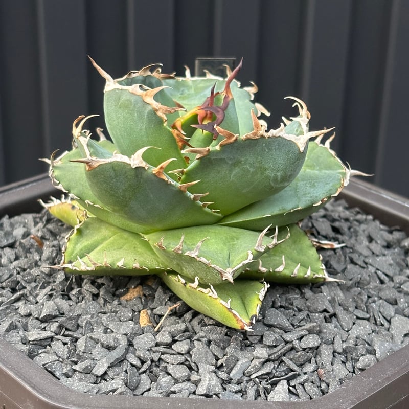 Agave titanota