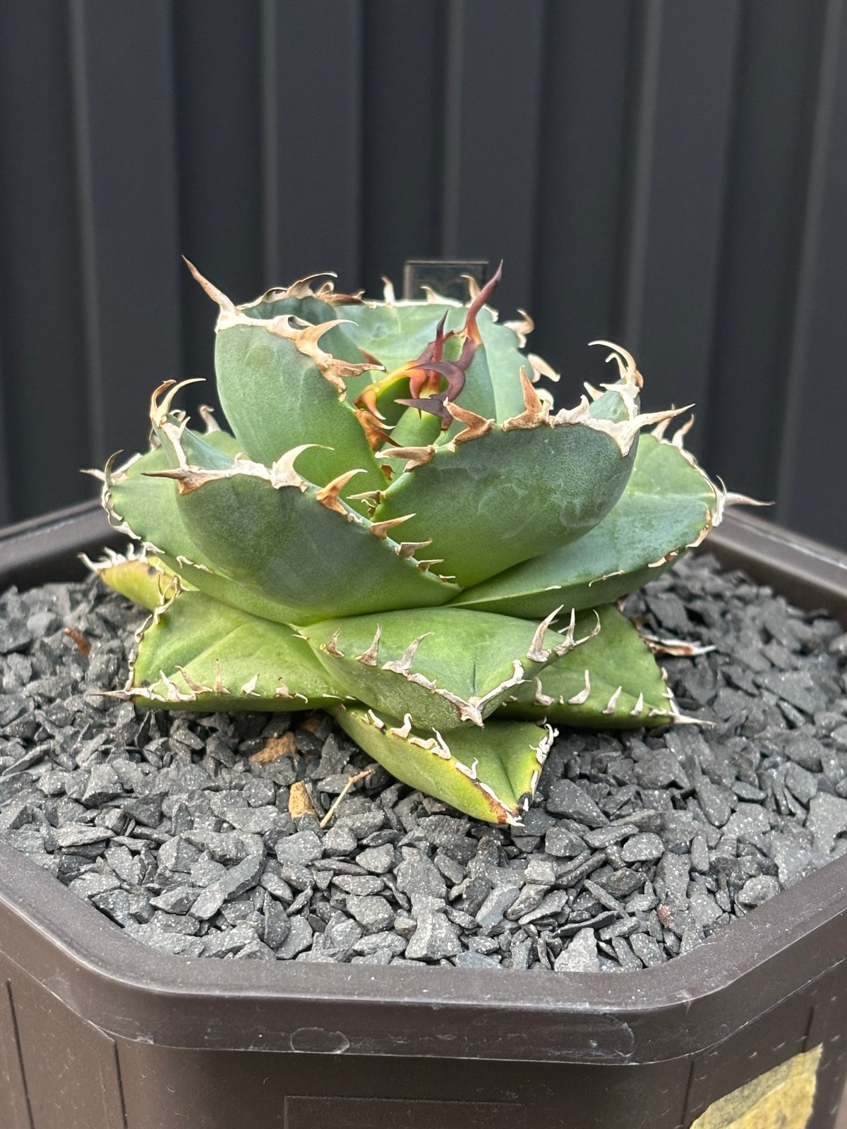 Agave titanota