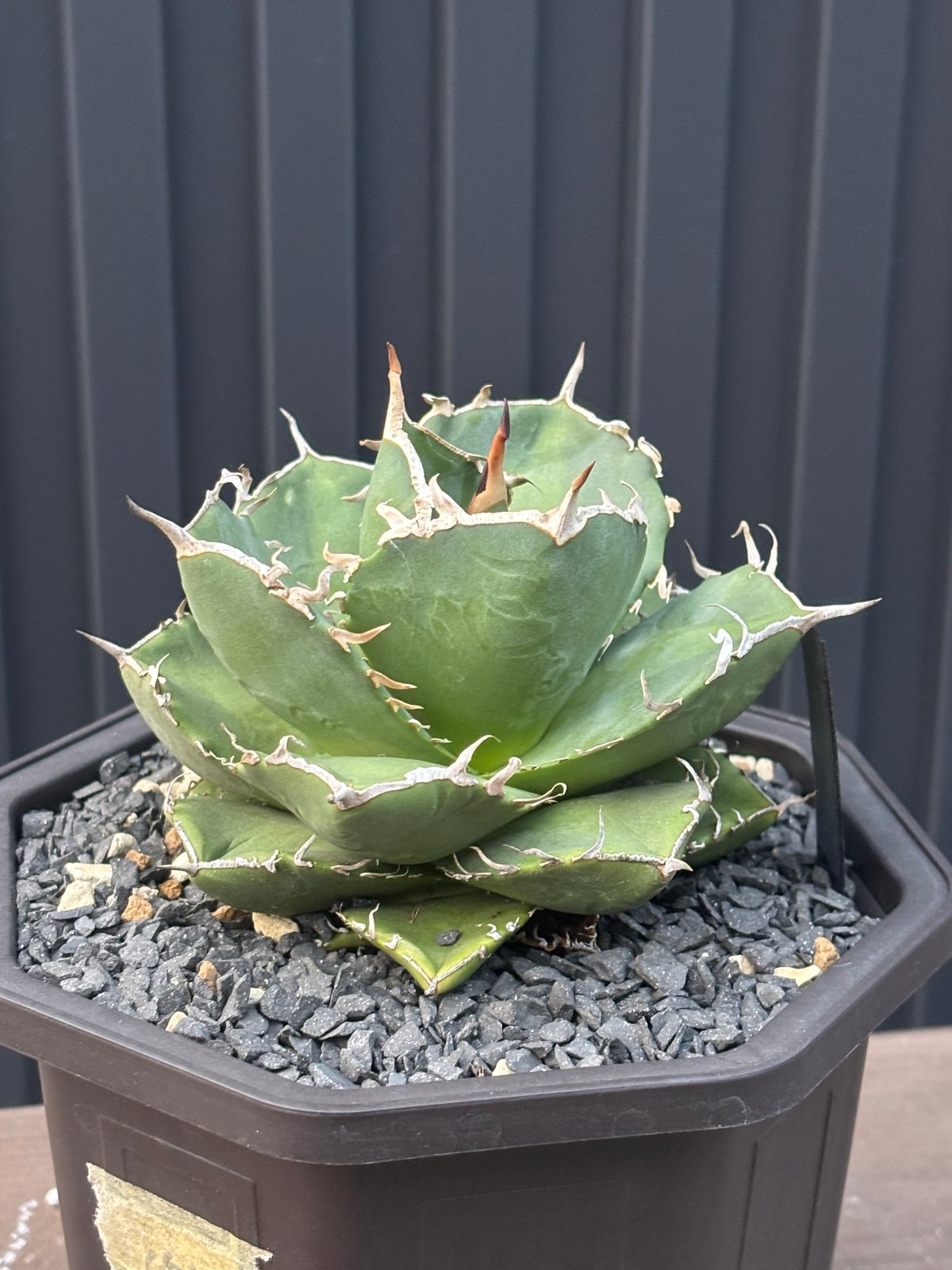 Agave titanota