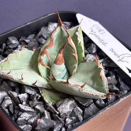 Agave titanota"DennisB11