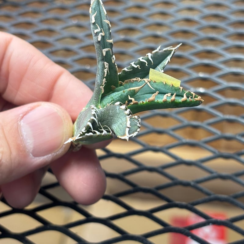 Berlin産】Agave titanota