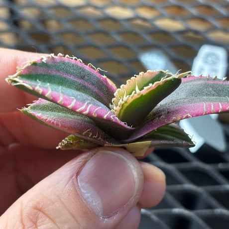 【Berlin産】Agave titanota"紅獅白覆輪2