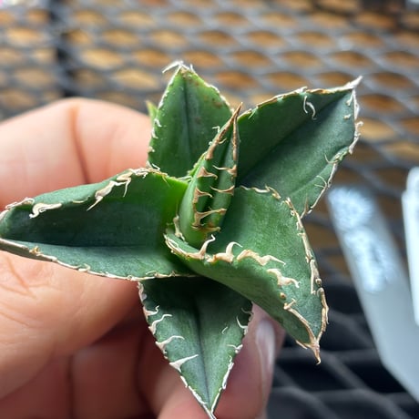【Berlin産】Agave titanota"蒼龍1
