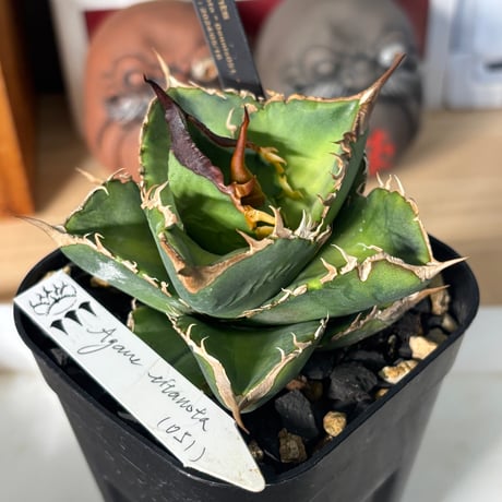 Agave titanota"Dennis051