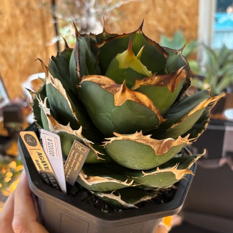 【特別SALE中】GALAXY産　Agave titanota"battle Axe